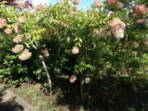 ミナヅキ　全体